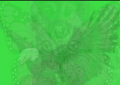 TEST OSEBNOSTI: Žival, ki jo prvo vidite na fotografiji, razkriva vaš pravi značaj