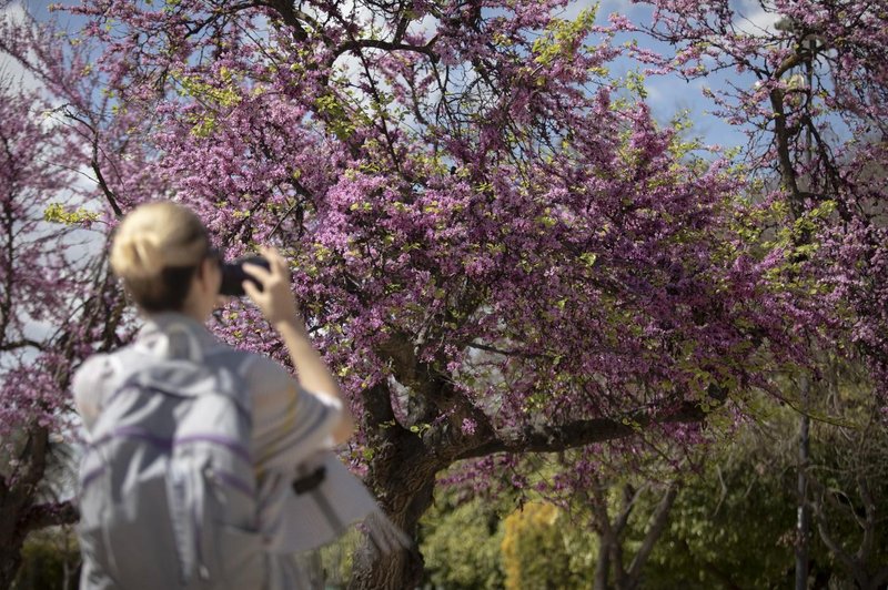 To drevo s čudovitimi cvetovi nosi poseben pomen, zlahka pa uspeva tudi v loncu (foto: profimedia)