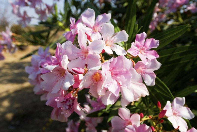 rastlina oleander