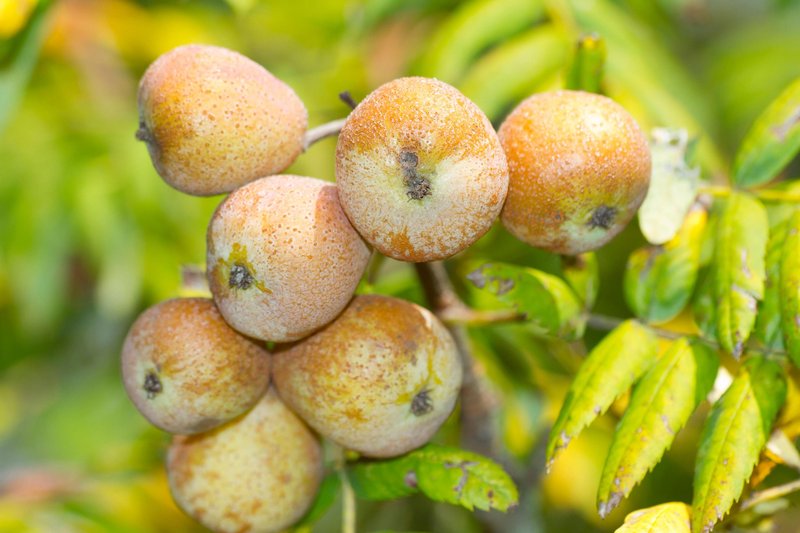 Skorš (Sorbus domestica)