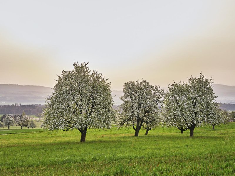 hruška