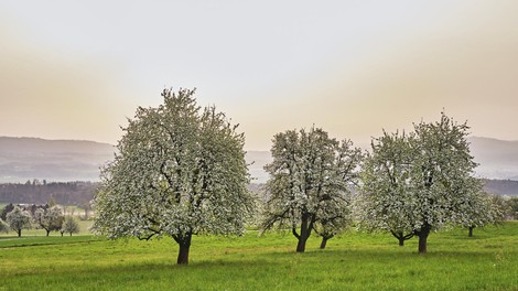 hruška