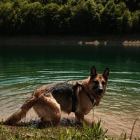 Med kopanjem na Bohinjskem jezeru se je zastrupila komaj eno leto stara psička - in ni edina. Kaj se dogaja?