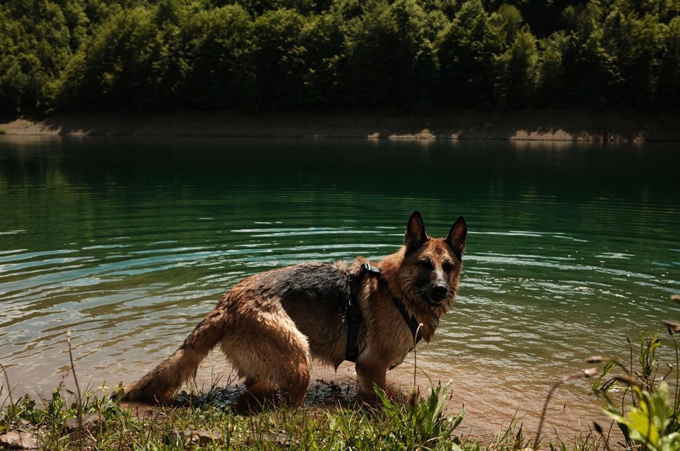 Med kopanjem na Bohinjskem jezeru se je zastrupila komaj eno leto stara psička - in ni edina. Kaj se dogaja? (foto: profimedia)