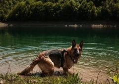 Veterinar svetuje: "Če je mogoče, psa v vročini odpeljite do jezera, reke ali morja, kjer se lahko varno ohladi."