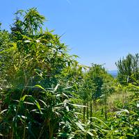 Rastline, ki jih nikoli ne bi smeli saditi blizu hiše: Vsi poznajo bambus, a te sadike so še nevarnejše