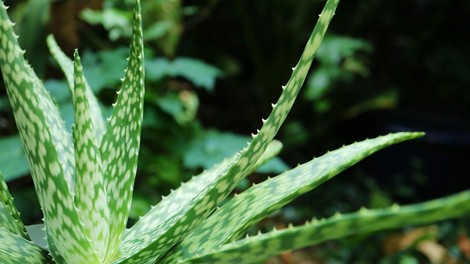 aloe vera