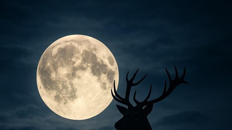 polna luna