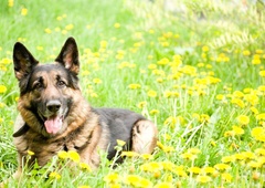 Zakaj živali živijo krajše od ljudi? Odgovor šestletnega dečka, ki vas bo ganil