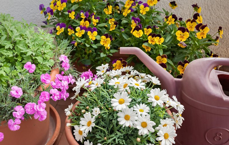 Naredite ti 2 stvari na začetku pomladi – in opazujte, kaj se zgodi z vašo energijo