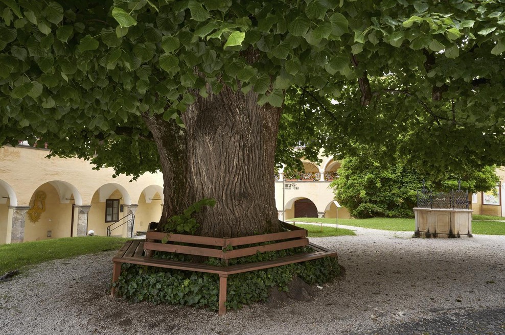 To drevo je bilo včasih za Slovence sveto – danes pa izginja iz naših krajev (foto: profimedia)