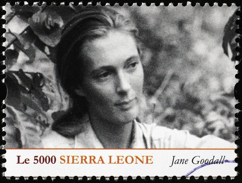 jane goodall