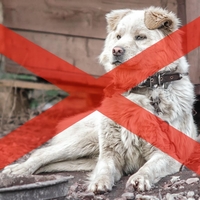 Privezovanje psov na verige bo od novembra v Sloveniji prepovedano: lastnike, ki bodo to počeli, čaka visoka globa