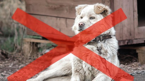 Privezovanje psov na verige bo od novembra v Sloveniji prepovedano: lastnike, ki bodo to počeli, čaka visoka globa