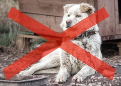 Privezovanje psov na verige bo od novembra v Sloveniji prepovedano: lastnike, ki bodo to počeli, čaka visoka globa