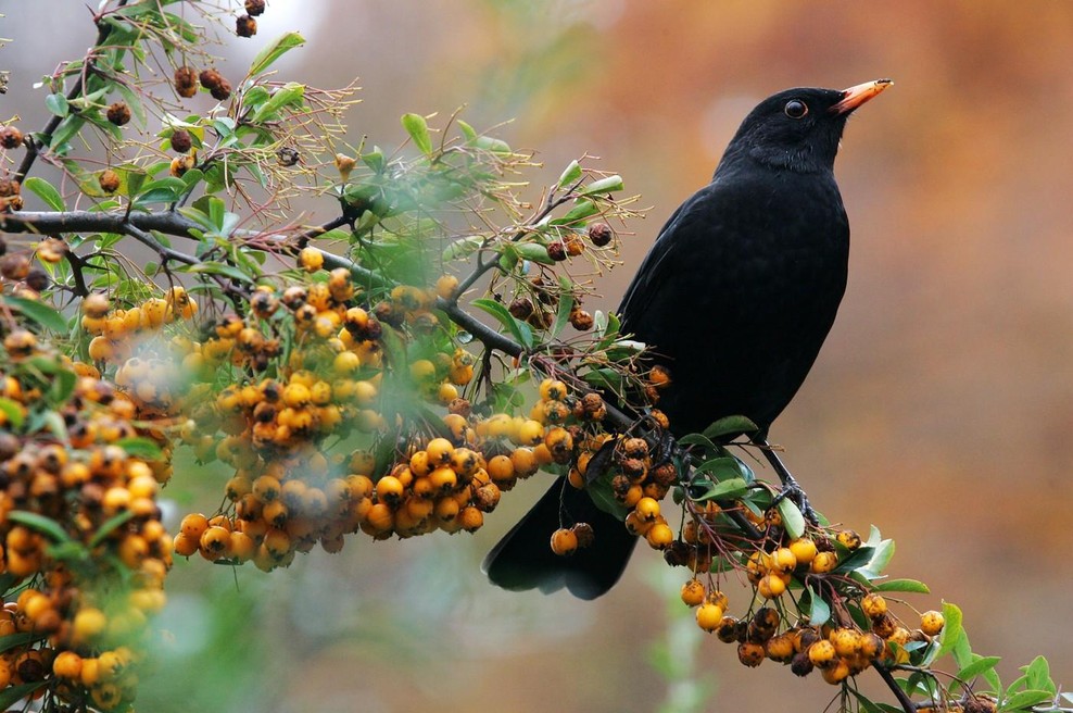 Kakšno sporočilo nam prinaša kos? (foto: profimedia)