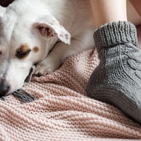 Kaj pomeni, če vaš pes rad spi pri vaših nogah? S tem sporoča več, kot si mislite