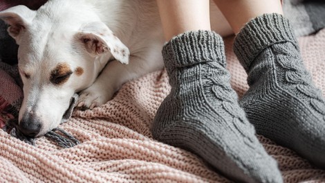 Kaj pomeni, če vaš pes rad spi pri vaših nogah? S tem sporoča več, kot si mislite