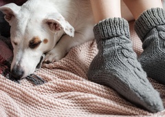 Kaj pomeni, če vaš pes rad spi pri vaših nogah? S tem sporoča več, kot si mislite