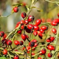 Šipek vsebuje 10- do 20-krat več vitamina C kot limona!