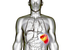 Ta organ v vašem telesu najbolj trpi, ko vas preveč skrbi