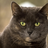 "Ko mi je umrla babica, je moja mačka nekaj dni strmela v prazno"... Ali psi in mačke vidijo duhove?