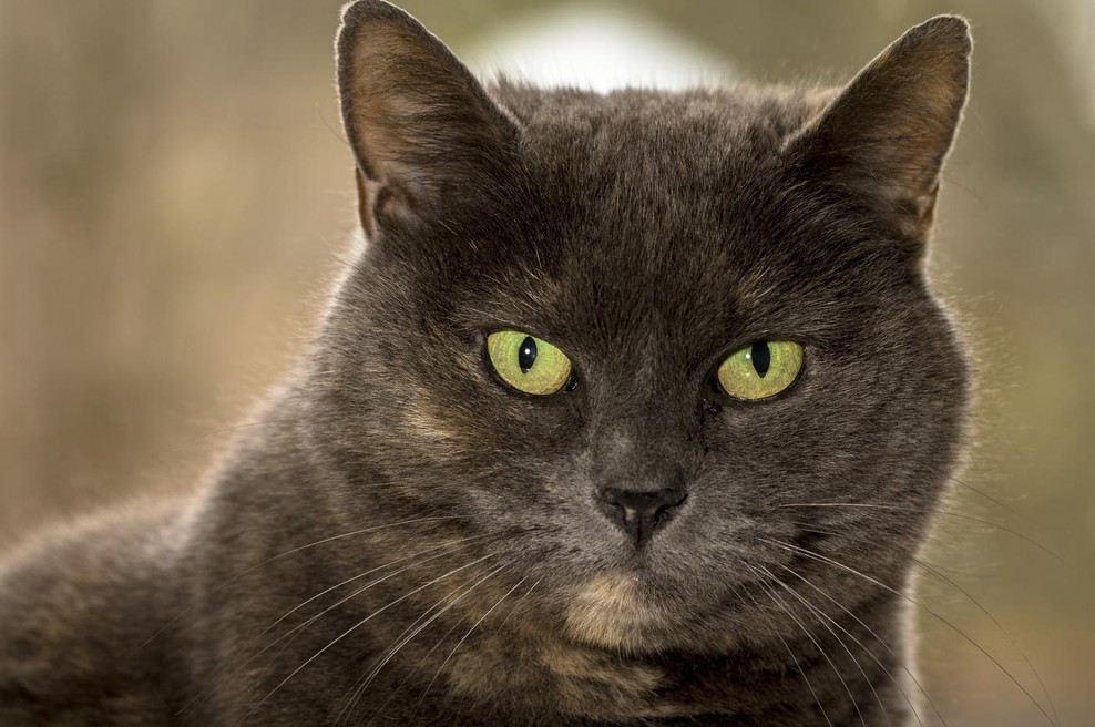 "Ko mi je umrla babica, je moja mačka nekaj dni strmela v prazno"... Ali psi in mačke vidijo duhove? (foto: profimedia)