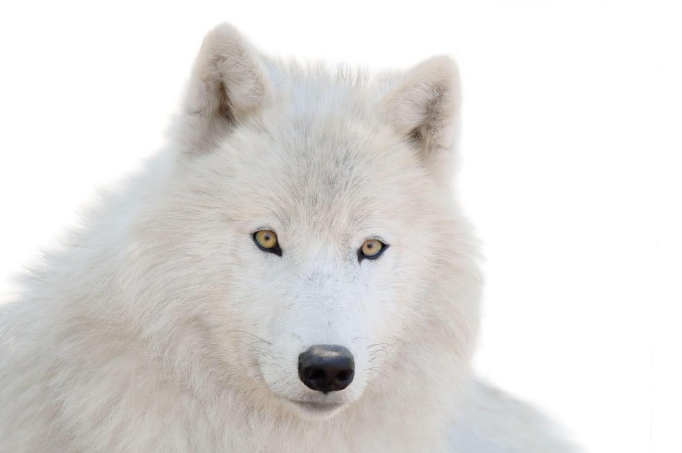 3 razlogi, zakaj je včasih dobro biti "volk samotar" (foto: profimedia)