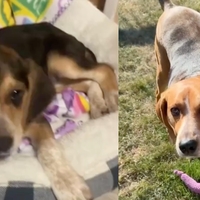 Mislila sta, da sta kupila beagla: ko je psička zrastla, sta bila povsem presenečena