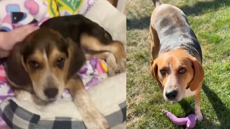 Mislila sta, da sta kupila beagla: ko je psička zrastla, sta bila povsem presenečena