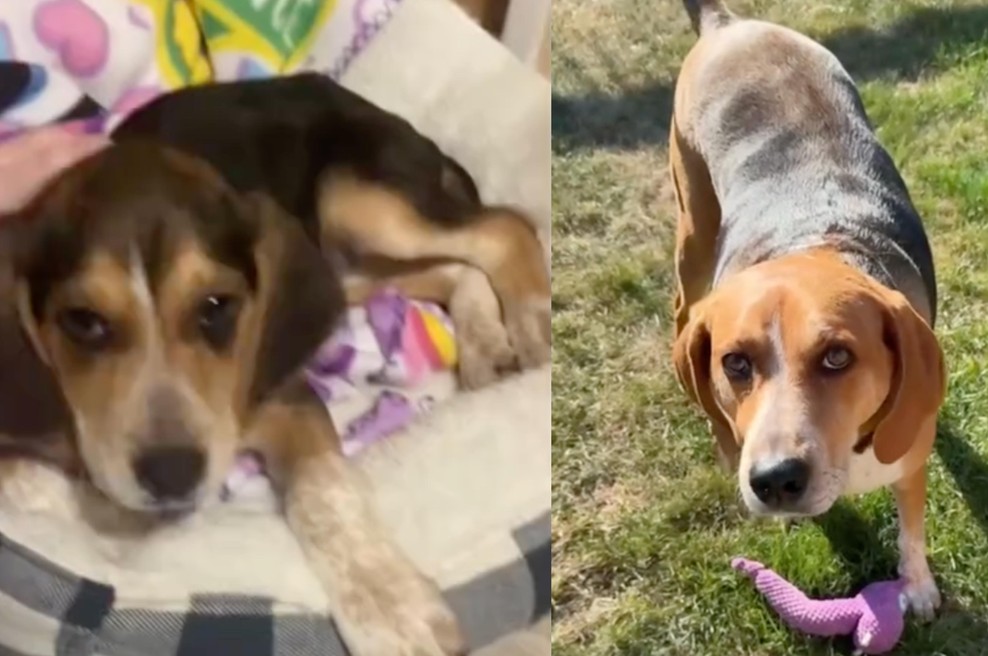 Mislila sta, da sta kupila beagla: ko je psička zrastla, sta bila povsem presenečena (foto: TikTok / Posnetek zaslona)