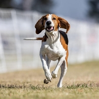 Na tak način pes pozdravi ljudi, ki jih ima najraje
