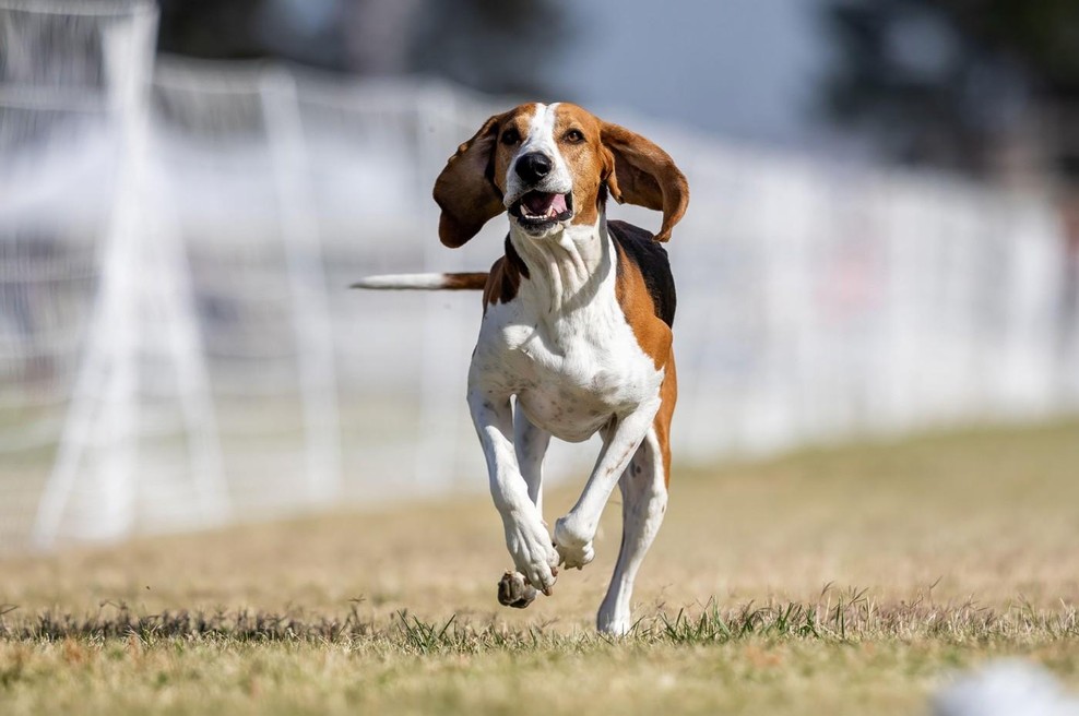 Na tak način pes pozdravi ljudi, ki jih ima najraje (foto: profimedia)
