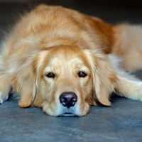 Video, ki je nasmejal splet: zlati prinašalec goste pošilja spat točno ob 21. uri