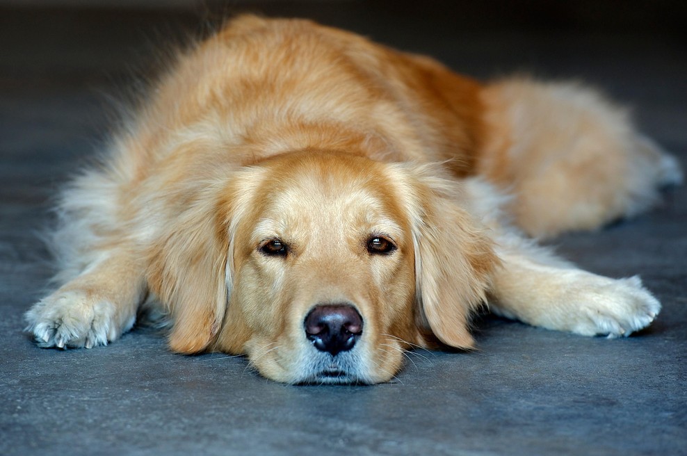 Video, ki je nasmejal splet: zlati prinašalec goste pošilja spat točno ob 21. uri (foto: Profimedia)