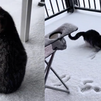 Posnetek, ki topi srce: mucek, ki je prvič videl sneg in bil nad njim povsem navdušen