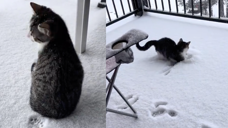 Posnetek, ki topi srce: mucek, ki je prvič videl sneg in bil nad njim povsem navdušen