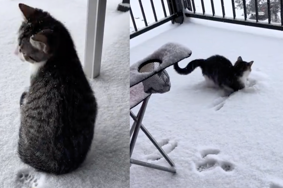 Posnetek, ki topi srce: mucek, ki je prvič videl sneg in bil nad njim povsem navdušen (foto: TikTok @martystgoat / Posnetek zaslona)
