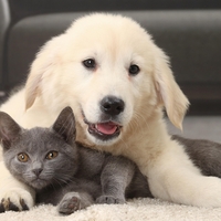 5 najbolj mirnih pasem psov, ki se odlično razumejo z mačkami