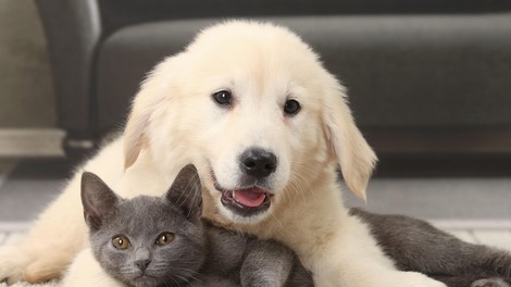 5 najbolj mirnih pasem psov, ki se odlično razumejo z mačkami