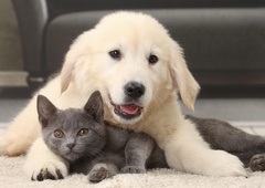 5 najbolj mirnih pasem psov, ki se odlično razumejo z mačkami