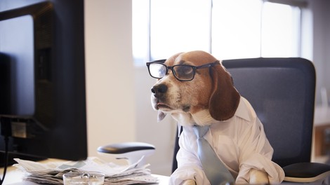 Veterinar razkriva: "To so pasme psov, ki se obnašajo podobno kot ljudje"