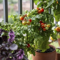 Bazilika naj bi prinašala SREČO, ta rastlina pa smolo