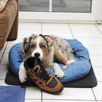 Kaj pomeni, če pes nenehno "krade" vašo obutev?