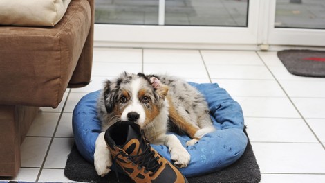 Kaj pomeni, če pes nenehno "krade" vašo obutev?