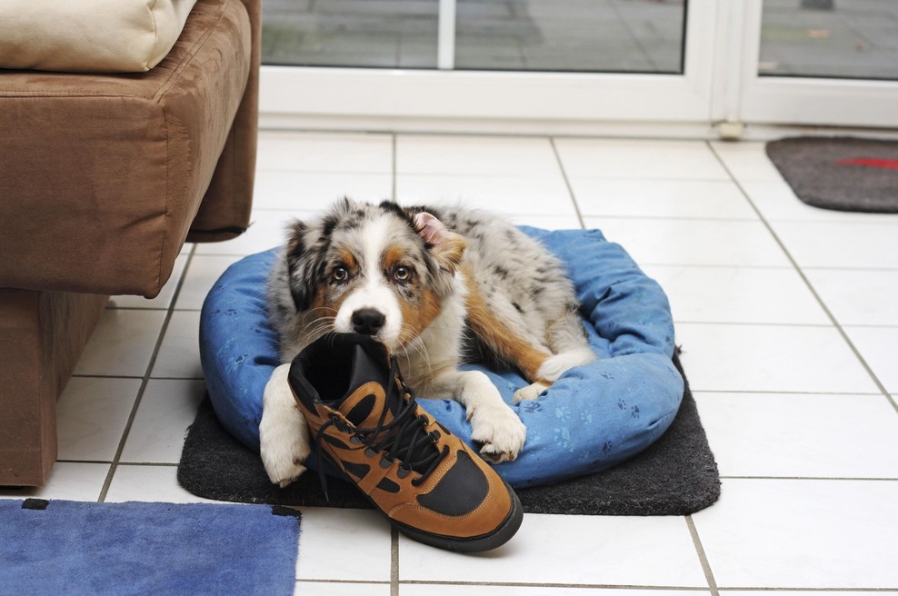 Kaj pomeni, če pes nenehno "krade" vašo obutev? (foto: Profimedia)