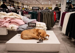 To, kar so dovolili v tej priljubljeni trgovini, je postalo simbol človečnosti