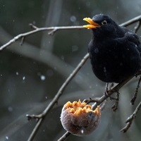 Kaj ima kos najraje? Če želite, da vas obišče, mu na tla nastavite ta živila