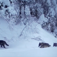 Kamera v zasneženem gozdu ujela redek prizor