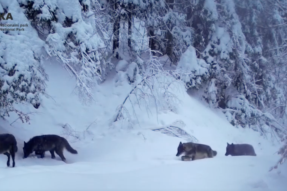 Kamera v zasneženem gozdu ujela redek prizor (foto: posnetek zaslona Nacionalni park Plitvička jezera)